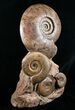 Large Hammatoceras Ammonite Display Piece #4337-1